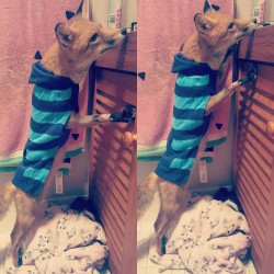 kodathefox:  Koda has a cute new little jumper!