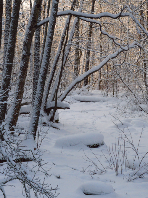 snowy woods