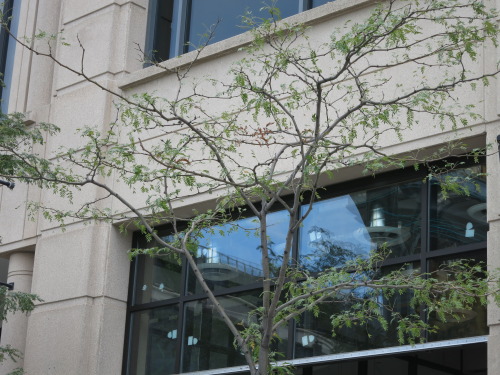 ignoring-spiders:  plants 