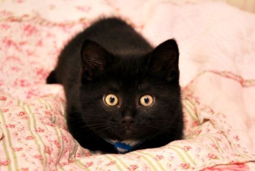 classicsenthusiast:And since it’s Halloween, I added some cute black cats!…And one that I feel very 