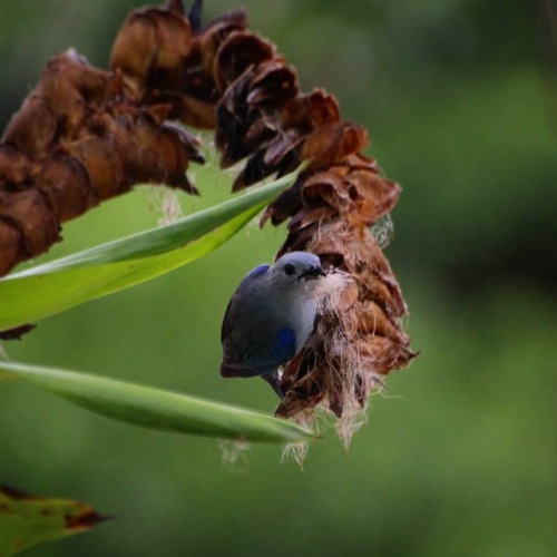 A blue-gray tanager collecting seeds from a Bromeliaceae, perhaps to line a nest? If so, this is a g