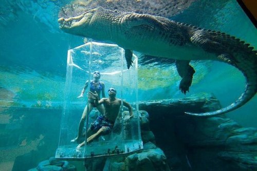 At Crocosaurus Cove Aquarium in Australia, they take you up and close to Giant crocodiles