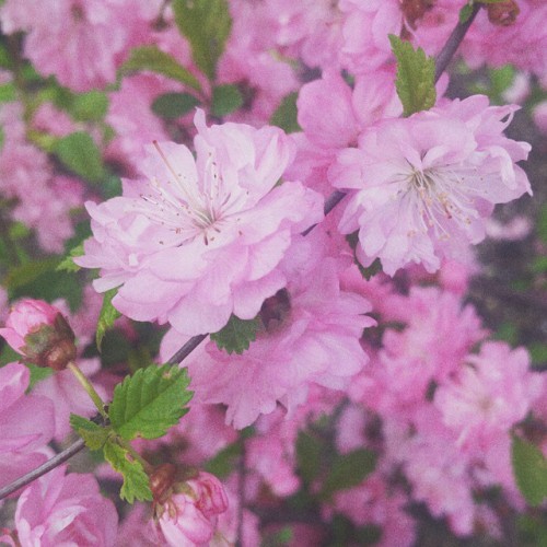 #vscocam #kms #komsomolsk #nature #flowers #Perfect #tumblr #pink ( )