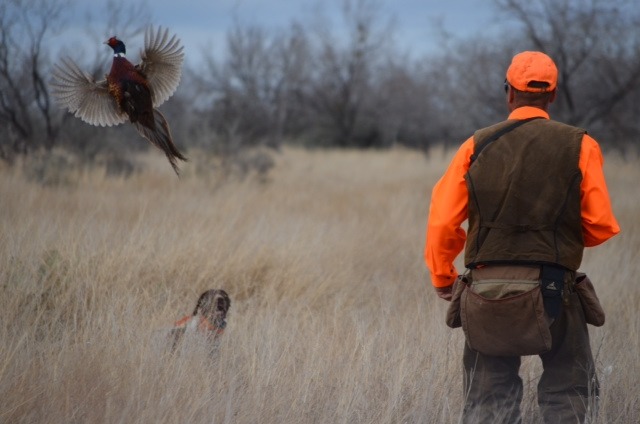 gentlemanbobwhite:  Enjoy more pics about bird hunting, outdoor life, good dogs,