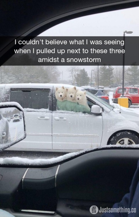 animalsnaps