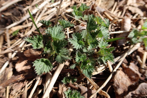 anskupics: Urtica dioica — common nettle a.k.a. stinging nettle 