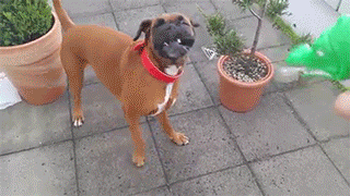sizvideos:  Video