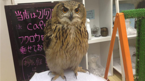 moonfall-requiem:Forget cat cafes. Or black cat cafes. Or penguin bars. Japan’s latest novelty cafe 