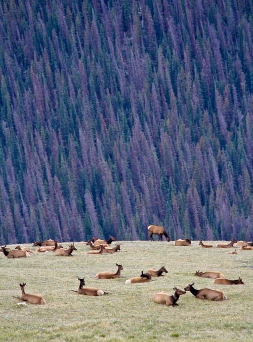 Sex earlandladygray:The Continental Divide at pictures