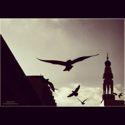 bonetgraphy:  #pigeon #mosq #old #souq #burbunai