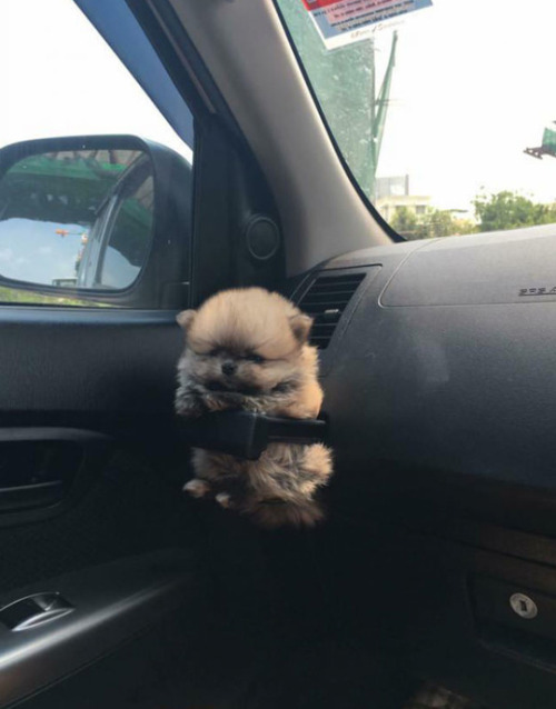 tastefullyoffensive: Pup holder. (via smileyface) 可愛いにもほどがある！！！！