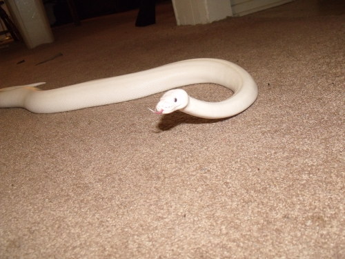 i-m-snek:Leliana shed! She’s approaching 2000g fast, and doesn’t seem to be stopping :P Maybe she’ll