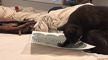 tastefullyoffensive:Peter gets his mind blown by an optical illusion. [full video]
