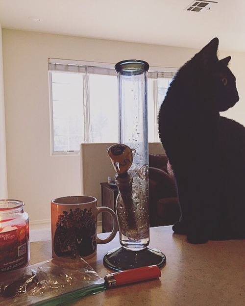 Submitted by artsydouchebagI really like that your mug matches your cat and I also really like 