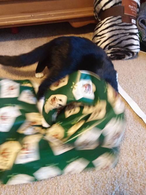 catsbeaversandducks:10 Cats Who Don’t See The Point In Wrapping Christmas Presents “Oh c'mon, you kn