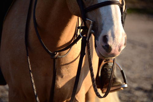 your-new-beloved:  Details 2.0 © Equitation Nation Photography