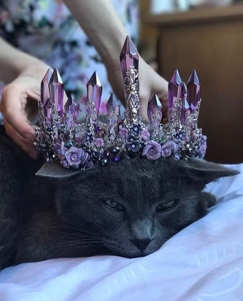 millenialwitch:  i need me a little kitty