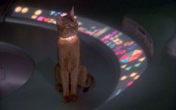 femaleastronauts:  The cat from outer space - 1978 