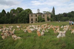 Classicalbritain:   A Record Breaking Gathering Of Golden Retrievers Met Up At The