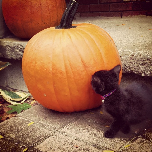 Smelling the pumpkin. Too cute #kitten #pumpkin #fall