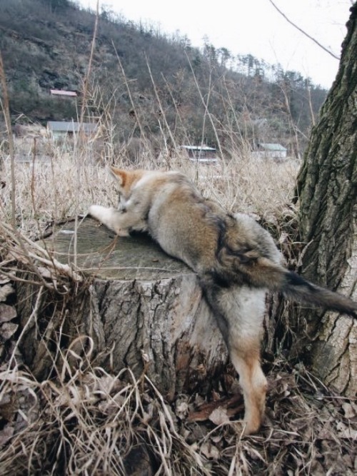 the-little-wolfdog:  *Sir Edmund Hillary wildly clapping*