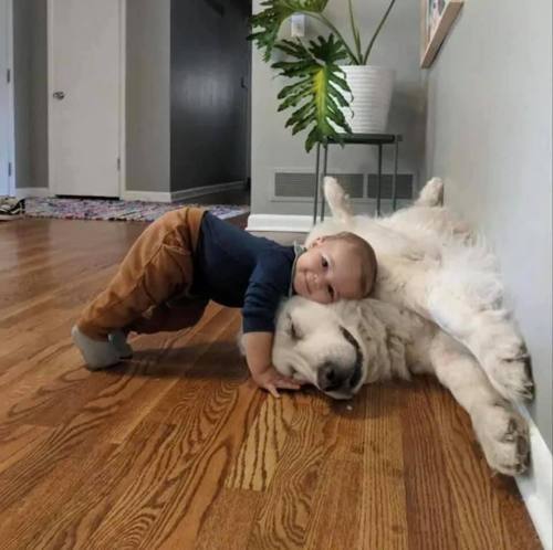 totallydoglife