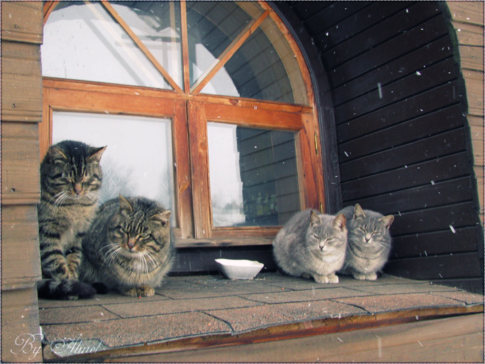 morg-ana:  wintersmight-deactivated2015103: cats  ☽ witchcraft, astrology, nature