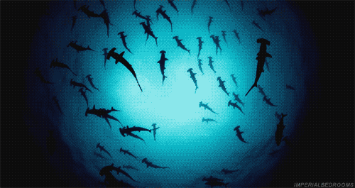ielsharkawy31:  hammerhead sharks on We Heart It