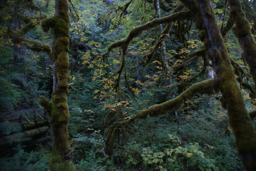 pnw-forest-side:Big Leaf maples at Elk Creek 