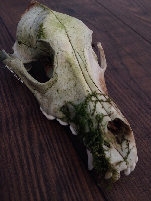 roadkillandcrows: Dog skull.