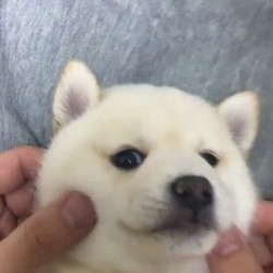 awwww-cute:  Super squishy cheeks (Source: https://ift.tt/2qFp3y4)