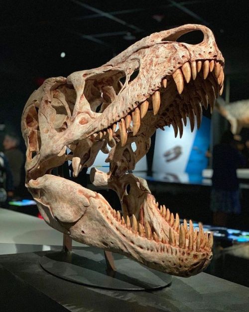 misterlemonzeasychair: amnhnyc:Did you know more than half of each T. rex tooth was embedded deep in