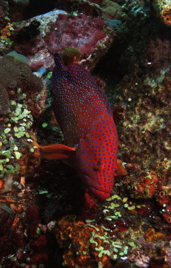 wowtastic-nature:  Coral Grouper, Komodo, Indonesia by  Daniel Ehrensberger on 500px.com 