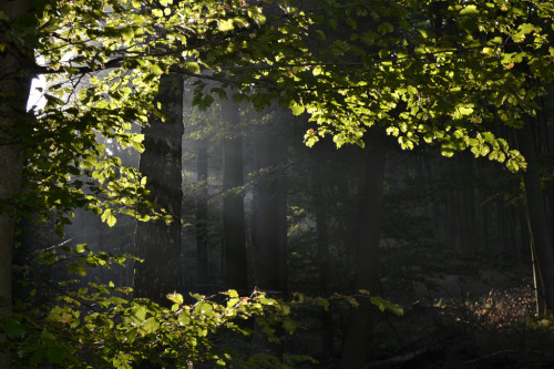 ancientdelirium:_DSC3203 Licht im Wald - Light in the Forest (by baerli08ww)