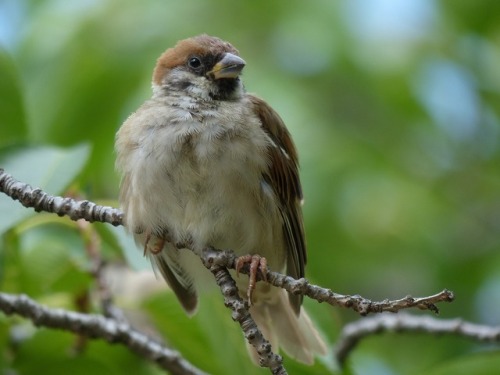 スズメ　Eurasian tree sparrowTown Sparrow ～ 街のすずめ　ArchiveTown Birds ～ 街の鳥  Archive