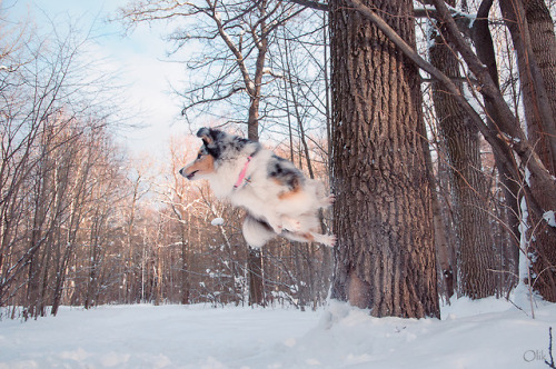 flying dog :Dphotos by Olik