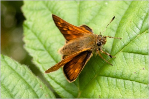 currentsinbiology:Butterflies: Extinction by 2050? Habitat Pointers, Too.Large butterfly populations