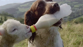 aplacetolovedogs:  Just a dog feeding a lamb For more cute dogs and puppies 