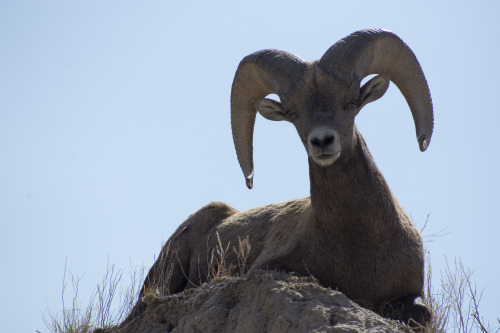 A bighorn sheep in the Badlands