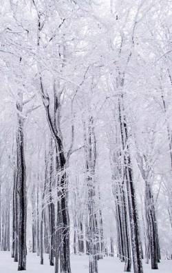 aloofings:   winter wonderland(by d.wachow)          