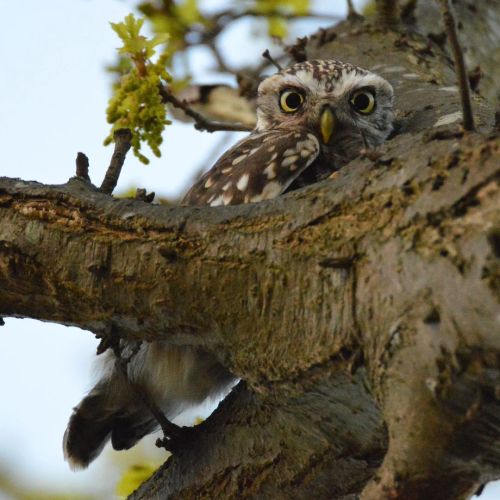 Mother little owl not looking best pleased finding me napping under her tree at @bradgate_park_trust