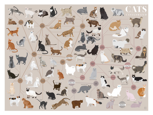 Meow hear this! This chart of Cats, Categorized, maps out a multitude of mousers by coat length, bod