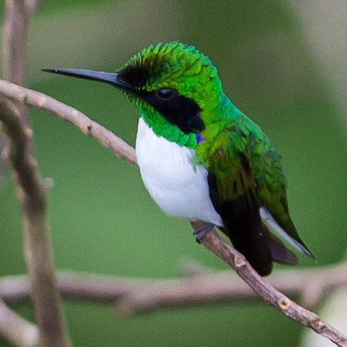 Our brilliant #birdoftheweek is found in South America’s tropical forests - including the #Ser