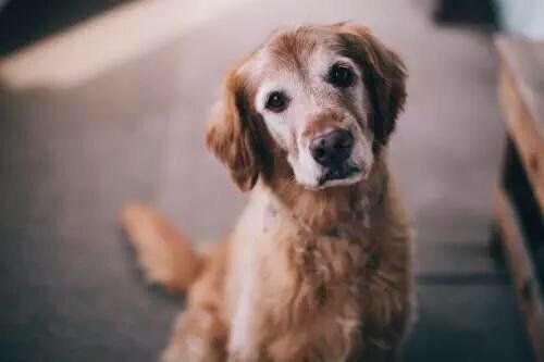babyanimalgifs:  Old dogs are cute too