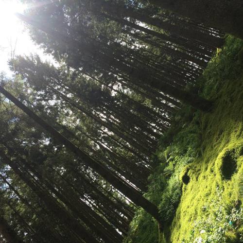 Belgisch groen #ardennen #kamperen #friends #trees #sight