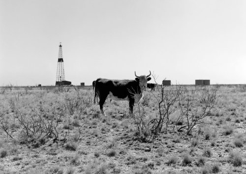 A scene near Midland, 1948.  I love how it combines two dominant Texas leitmotifs —- cattle ra