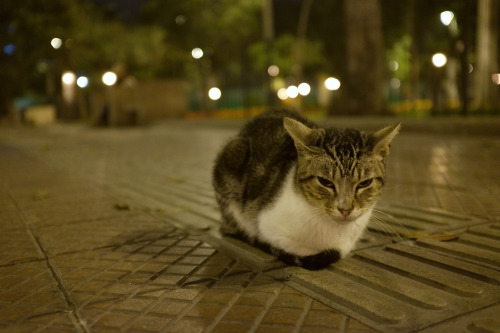 alanjamesart:There’s a cat park in downtown Lima, Peru that is as amazing as it sounds :3