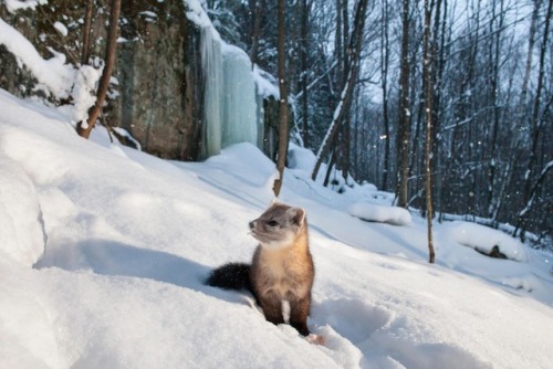 tangledwing: A marten forages for food in Ontario, Canada.Photograph: Ryan Carter/Alamy Stock Photo.
