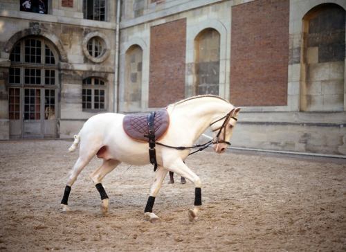 effiesequine:  Dreamiest place on earth Académie Équestre de Versaille.  Reblogging this makes me think of all the times autumnbramble has killed me by blogging amazing horse photos. PAyback