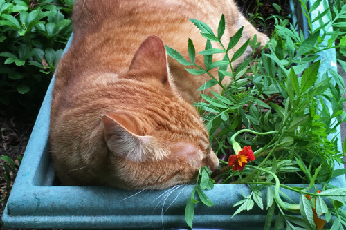 mischiefandmay: I didn’t much like those marigolds anyway.